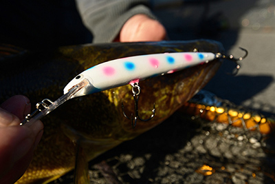 [Linked Image from louisianafishingforum.com]